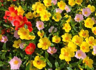 The Magic of Sam Flowers: Unveiling Their Beauty, Meaning, and Easy Home Gardening Tips