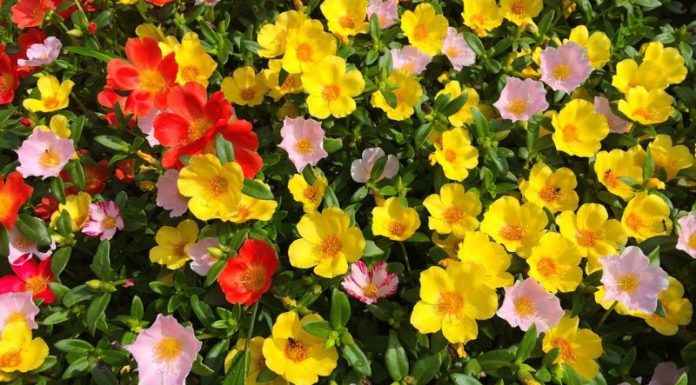 The Magic of Sam Flowers: Unveiling Their Beauty, Meaning, and Easy Home Gardening Tips