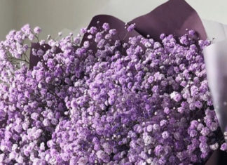 The Enchanting Beauty of Purple Baby’s Breath: Unveiling its Meaning, Captivating Visuals, and Care Instructions