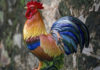 The Feng Shui Significance of the Rooster and What You Need to Know