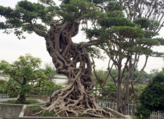 The Mystical Power of the Banyan Tree: Unlocking its Secrets for Prosperity and Longevity