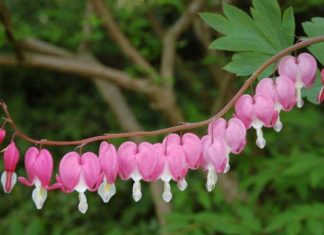 The Feng Shui Significance of Tigon Flowers: A Guide to Training the Climber and Encouraging Blooms All Year Round