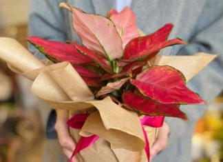 The Feng Shui Advantage: Harness Lunar Energy with Hong Phat Loc Flowers