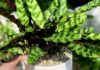 The Feng Shui Significance, Planting Tips, and Air-Purifying Properties of Aspidistra elatior.