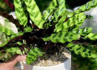 The Feng Shui Significance, Planting Tips, and Air-Purifying Properties of Aspidistra elatior.