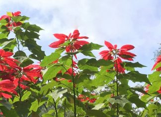 The Red-Leafed Sage: Unveiling the Significance, Benefits, and Cultivation of this Majestic Plant