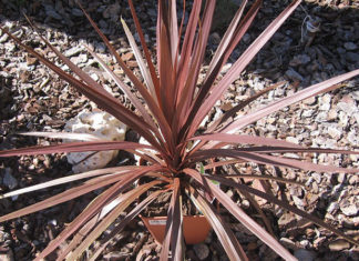 The Feng Shui Significance of the Sunshine Tree and a Detailed Guide to Growing it