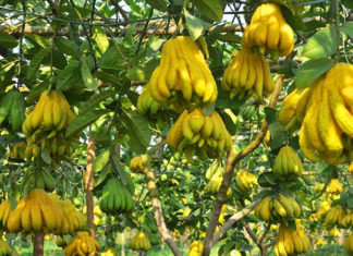 The Power of the Buddha’s Hand Citron: Unlocking Its Benefits, Symbolism, and How to Pick the Perfect Fruit