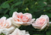 The Magic of the Miniature Rose: Unraveling the Charm, Benefits, and Cultivation of the Fairy Rose.