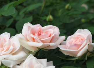 The Magic of the Miniature Rose: Unraveling the Charm, Benefits, and Cultivation of the Fairy Rose.