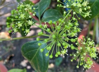 The Magical Schefflera: Unveiling the Secrets of this Enchanting Houseplant