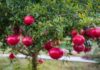 The True Meaning of Pomegranates in Feng Shui and Their Lucky Charm