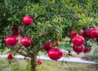 The True Meaning of Pomegranates in Feng Shui and Their Lucky Charm