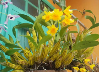 The Magic of Growing Cymbidium Orchids: A Guide to Fragrant and Beautiful Blooms