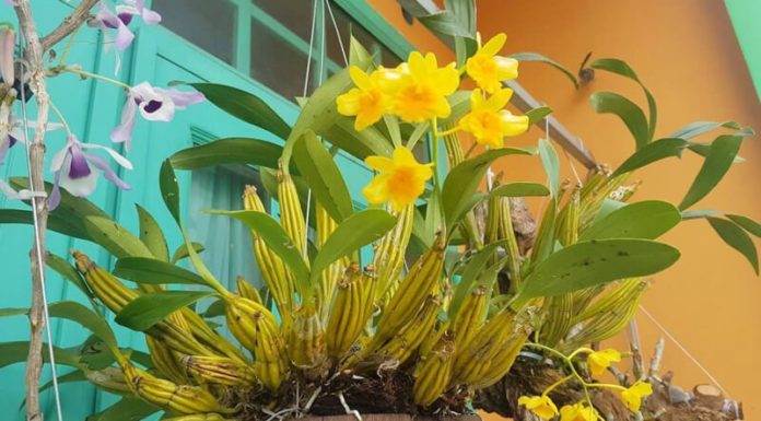 The Magic of Growing Cymbidium Orchids: A Guide to Fragrant and Beautiful Blooms