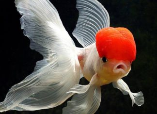 The Ultimate Guide to Choosing and Keeping Lucky Fish: Unlocking the Secrets of Feng Shui for Abundance and Prosperity