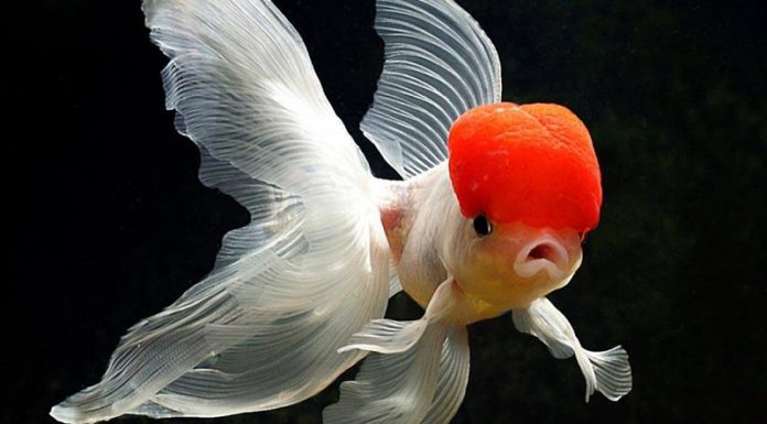 The Ultimate Guide to Choosing and Keeping Lucky Fish: Unlocking the Secrets of Feng Shui for Abundance and Prosperity