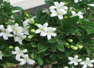 The Magical Bay Laurel: Uncover the Secrets of this Ancient Herb, its Symbolism, and How to Grow and Nurture it at Home