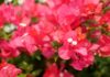 The Vibrant Beauty of Red Bougainvillea: A Guide to Cultivating this Stunning Flower at Home