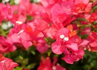 The Vibrant Beauty of Red Bougainvillea: A Guide to Cultivating this Stunning Flower at Home