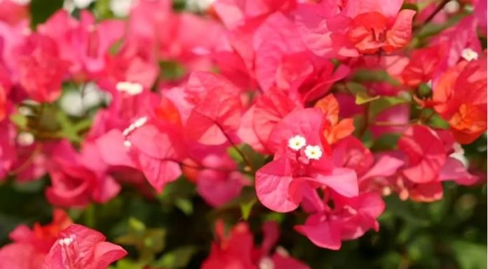 The Vibrant Beauty of Red Bougainvillea: A Guide to Cultivating this Stunning Flower at Home