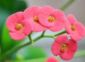 The Magic of the Cactus: A Guide to Growing and Caring for the ‘Bát Tiên’ Cactus.