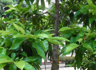 Magnolia Flowers: Symbolism, Beauty, and How to Grow Them at Home