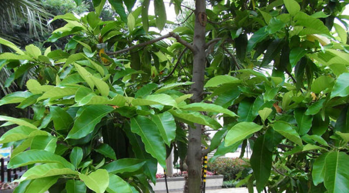 Magnolia Flowers: Symbolism, Beauty, and How to Grow Them at Home