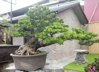 The Mighty Chinese Elm: Unraveling its Significance, Beauty, and Easy Home Cultivation