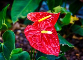 The Peace Lily: Unveiling the Secrets of its Feng Shui Significance, Cultivation, and Care