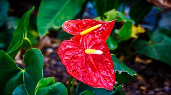 The Peace Lily: Unveiling the Secrets of its Feng Shui Significance, Cultivation, and Care
