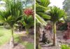The Dwarf Areca Palm: Symbolism, Pictures, and How to Grow and Care for It at Home