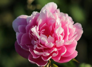The Ultimate Guide to Displaying Peony Paintings for Wealth and Prosperity