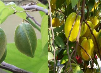 The Magical Loquat Tree: Unlocking Prosperity Through Feng Shui and Horticulture