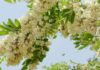 The Power of the Goldenrain Tree: Unlocking Prosperity with Feng Shui and Care