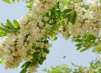 The Power of the Goldenrain Tree: Unlocking Prosperity with Feng Shui and Care