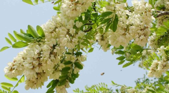 The Power of the Goldenrain Tree: Unlocking Prosperity with Feng Shui and Care