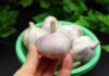 “The Ultimate Guide to Garlic Storage: A Long-Lasting, Convenient Solution for Every Home”