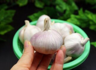 “The Ultimate Guide to Garlic Storage: A Long-Lasting, Convenient Solution for Every Home”