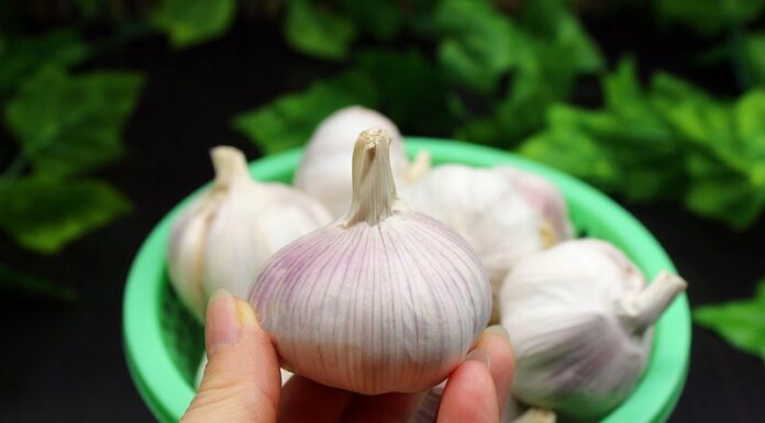 “The Ultimate Guide to Garlic Storage: A Long-Lasting, Convenient Solution for Every Home”