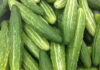 The Ultimate Guide to the 10 Most Popular Cucumber Varieties in Vietnam
