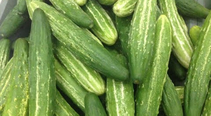 The Ultimate Guide to the 10 Most Popular Cucumber Varieties in Vietnam