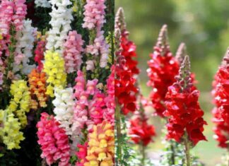 10 Stunning Hanging Balcony Flowers to Adorn Your Home