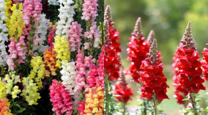 10 Stunning Hanging Balcony Flowers to Adorn Your Home