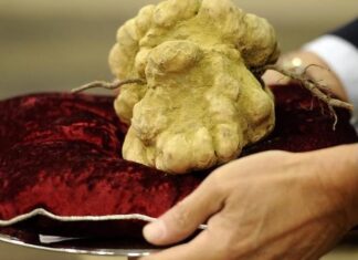 The World’s 10 Most Expensive Delicacies: Exclusive Indulgences for the Elite