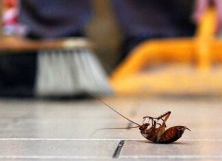 The Ultimate Guide to Eliminating That Lingering Musty Odor and Negative Energy from Your Bedroom: A July Special