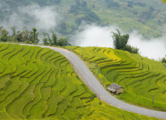 The Golden Harvest Trail: A Breathtaking Trek in Lao Cai