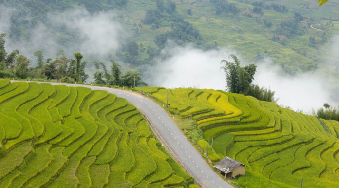The Golden Harvest Trail: A Breathtaking Trek in Lao Cai
