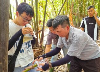 “A Tropical Escape: Unwind in Can Gio with a Coconut Water Massage Experience”