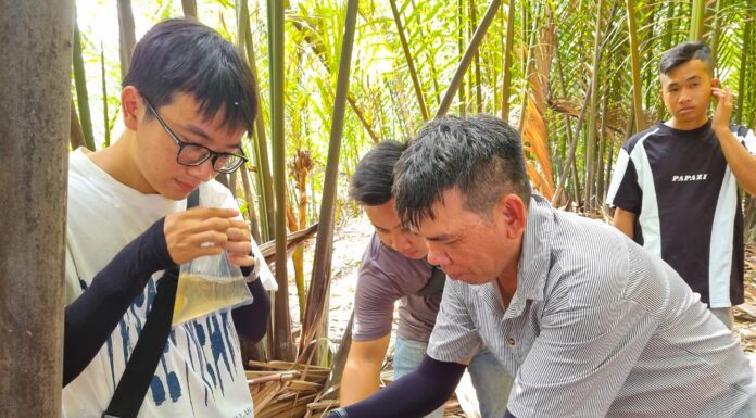 “A Tropical Escape: Unwind in Can Gio with a Coconut Water Massage Experience”